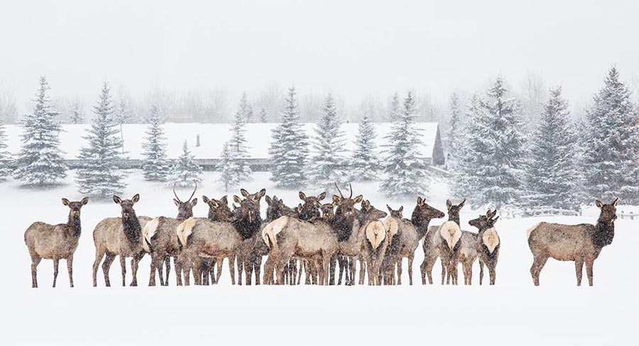 Park City Elk