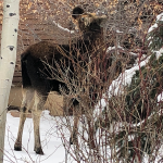 Corona kindness | Local Wildlife Park City Utah