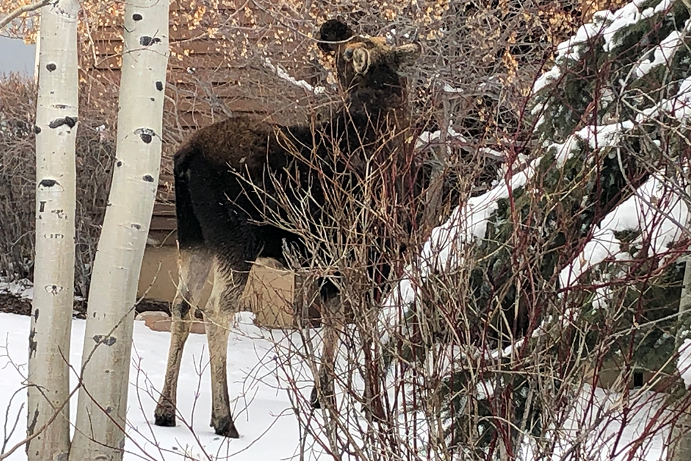 corona kindness - local wildlife park city