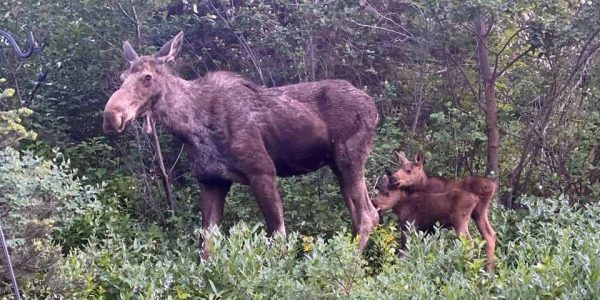 Park City Moose Mama with Babies