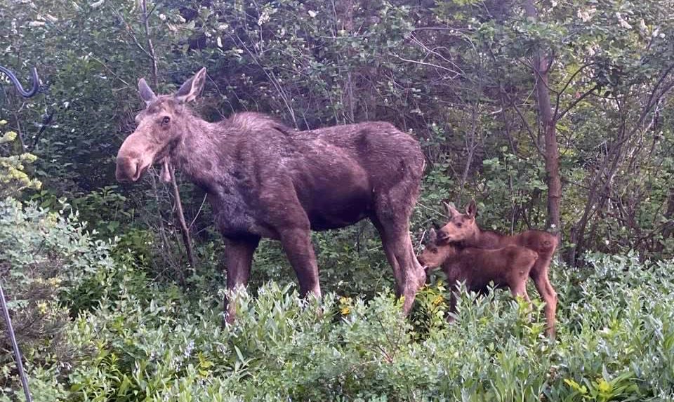 Park City Moose Mama with Babies