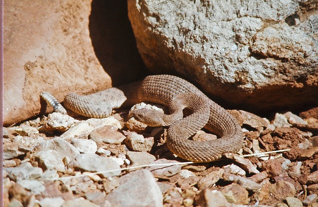 rattlesnake