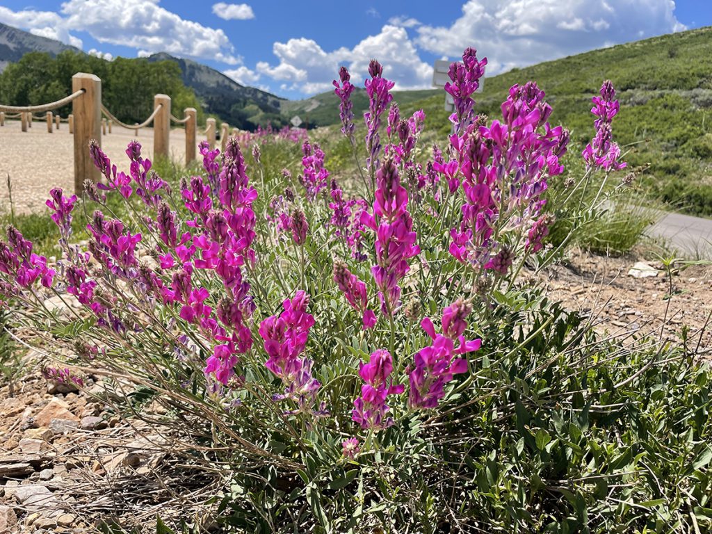 Wildflowers Bonanza Flat