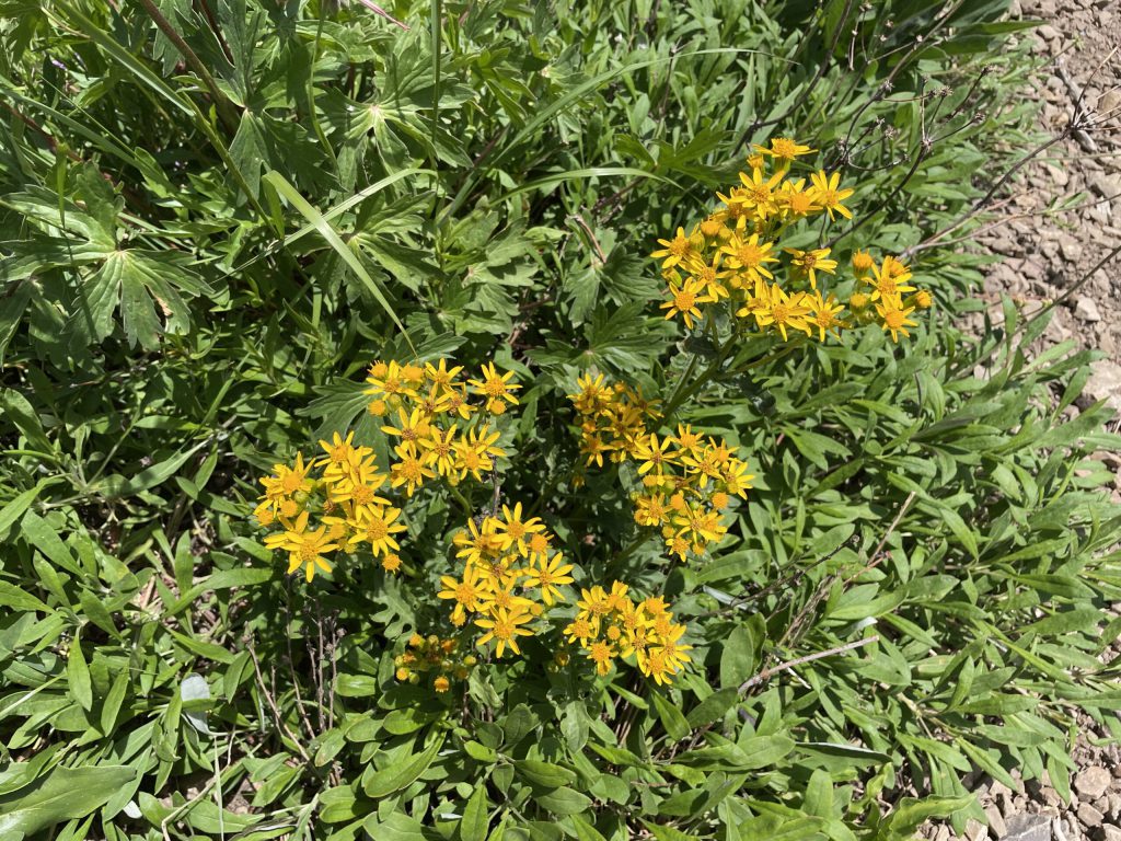 Yellow Wildflowers Bonanza Flat