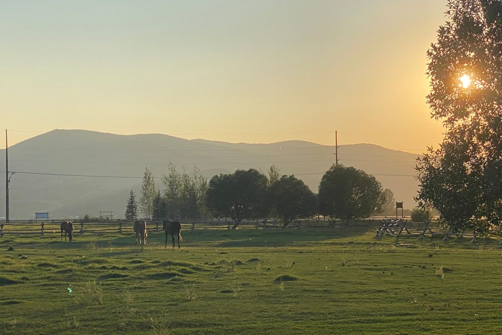 Horses at Sunset