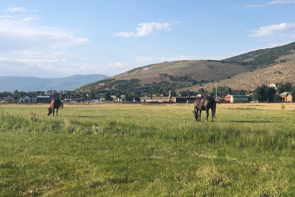 Park City Area Horses