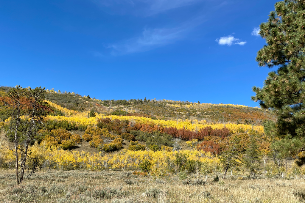 Inside Park City Real Estate Park City Realtor Nancy Tallman